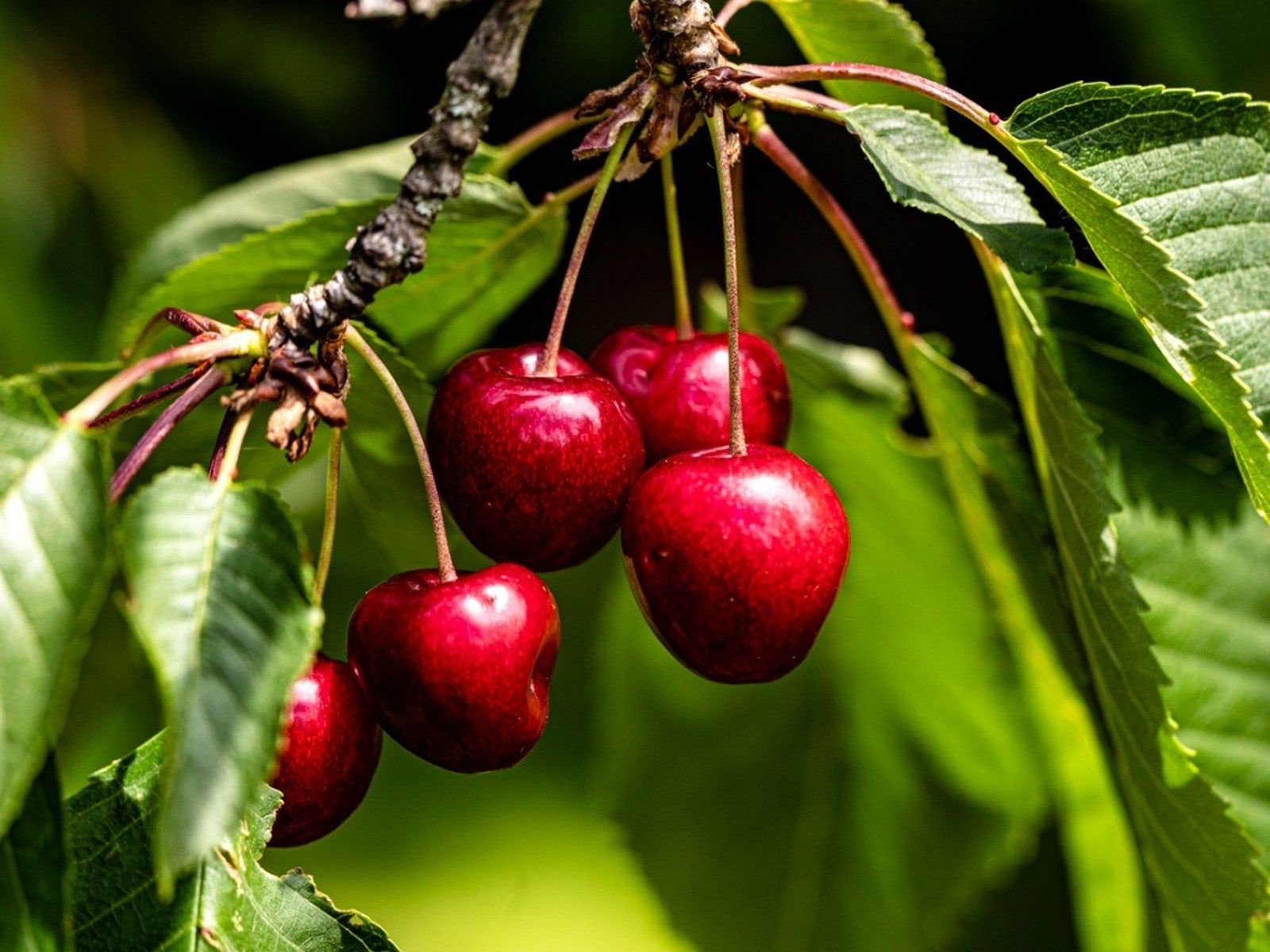 cherry